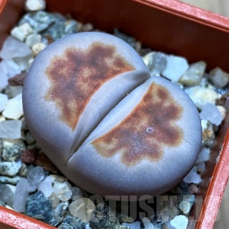 SH22806 Lithops karasmontana 'Top Red'