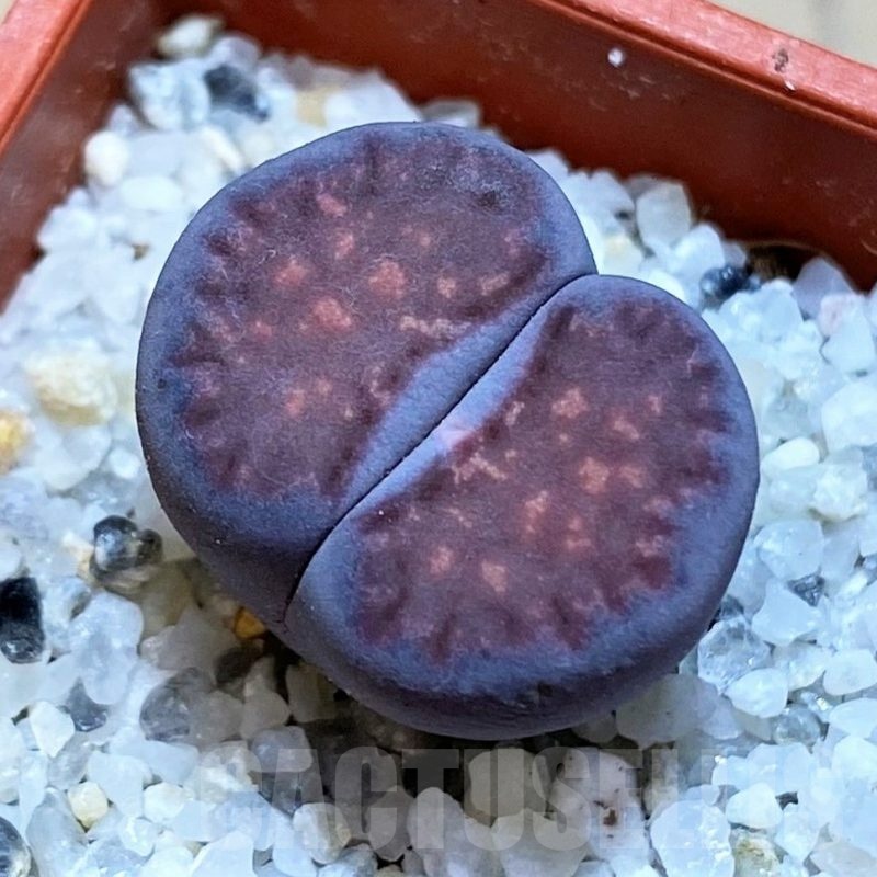 SH22807 Lithops salicola 'Sato's Violet'