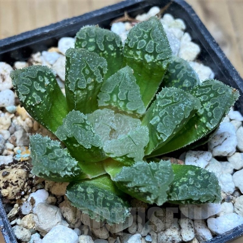 SH21858 Haworthia 'Gorbi' hybrid F2