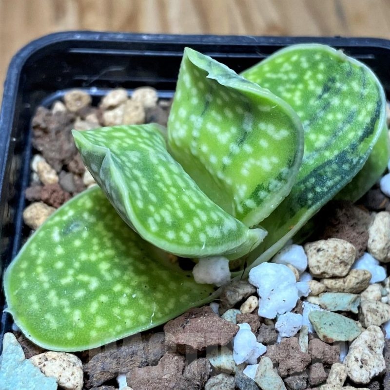 SH21860 Gasteria 'Sakura Fuji'