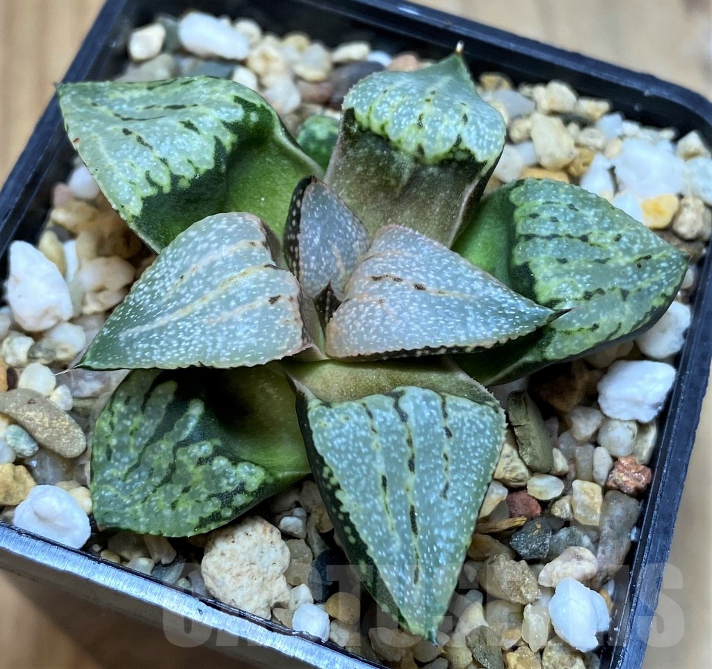 SH21828 Haworthia picta hybrid