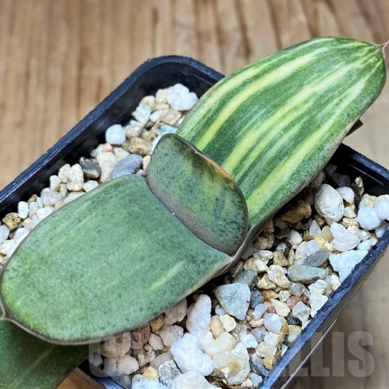SH21862 Gasteria hybrid f. variegata
