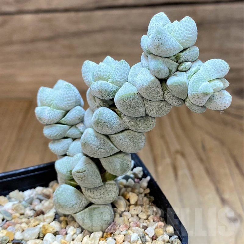 SH21863 Crassula deceptor