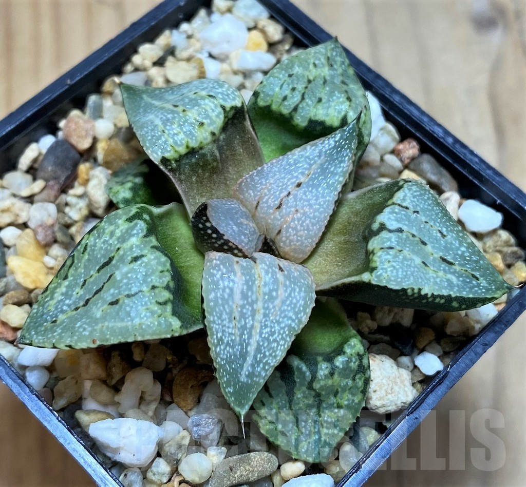 SH21828 Haworthia picta hybrid - Image 2