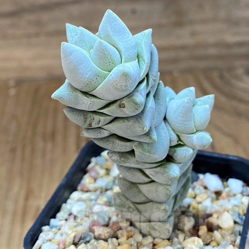 SH21864 Crassula deceptor