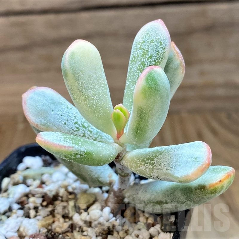 SH21865 Cotyledon orbiculata f. variegata, long leaf