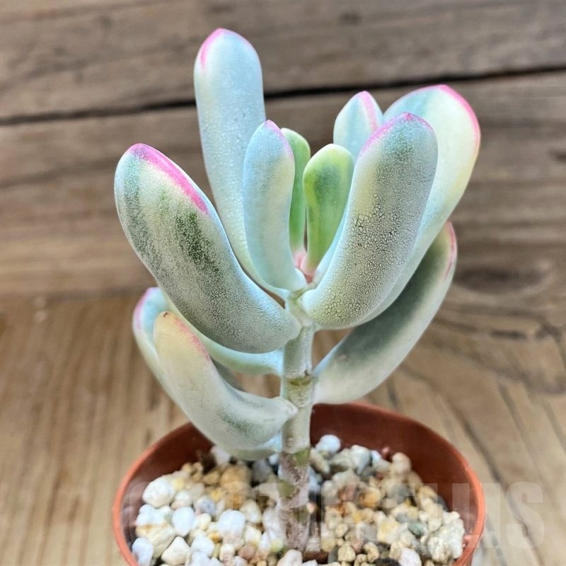 SH21866 Cotyledon orbiculata f. variegata, long leaf