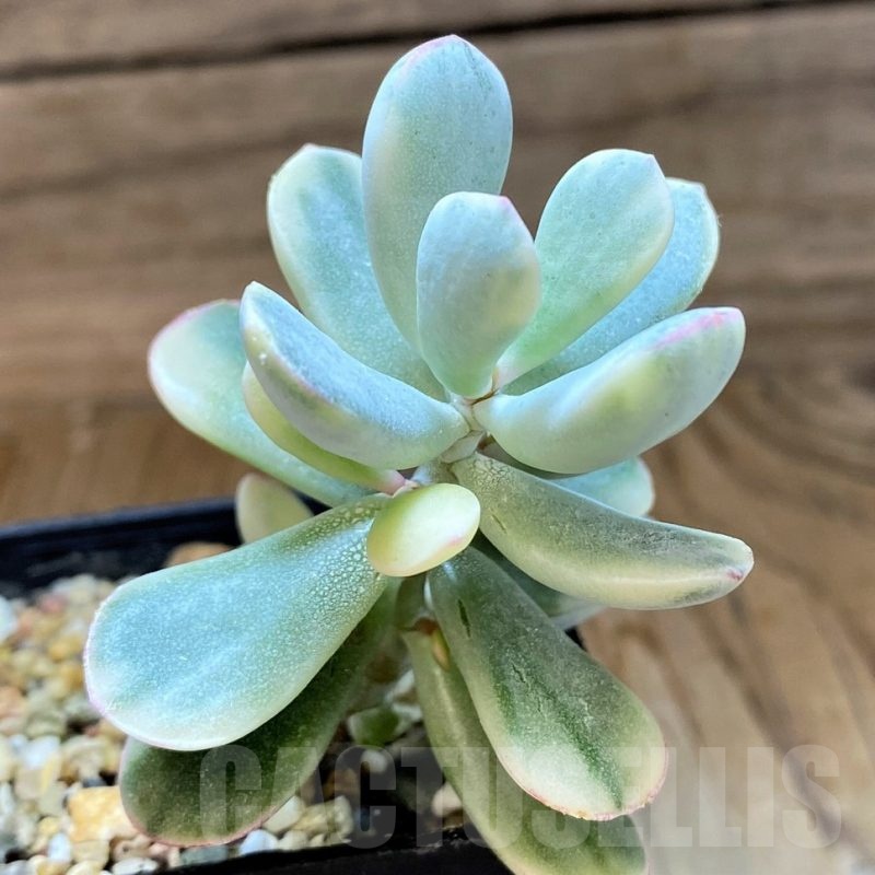 SH21867 Cotyledon orbiculata f. variegata
