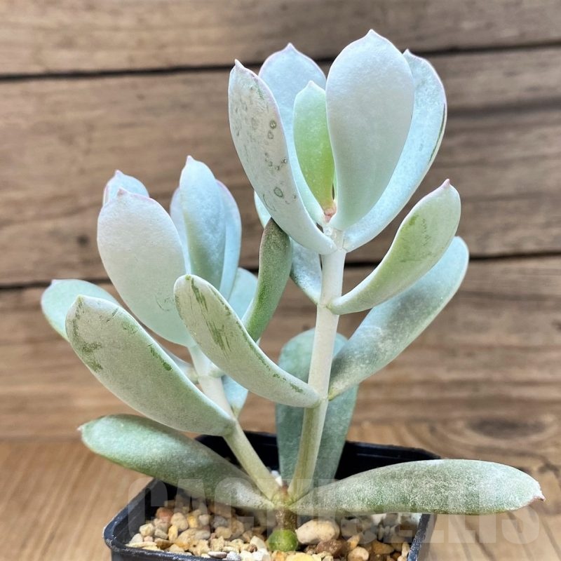 SH21868 Cotyledon orbiculata ‘Oophylla’
