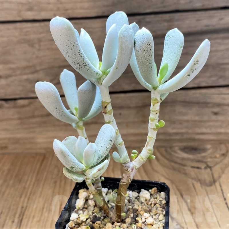 SH21869 Cotyledon hybrid, seedling