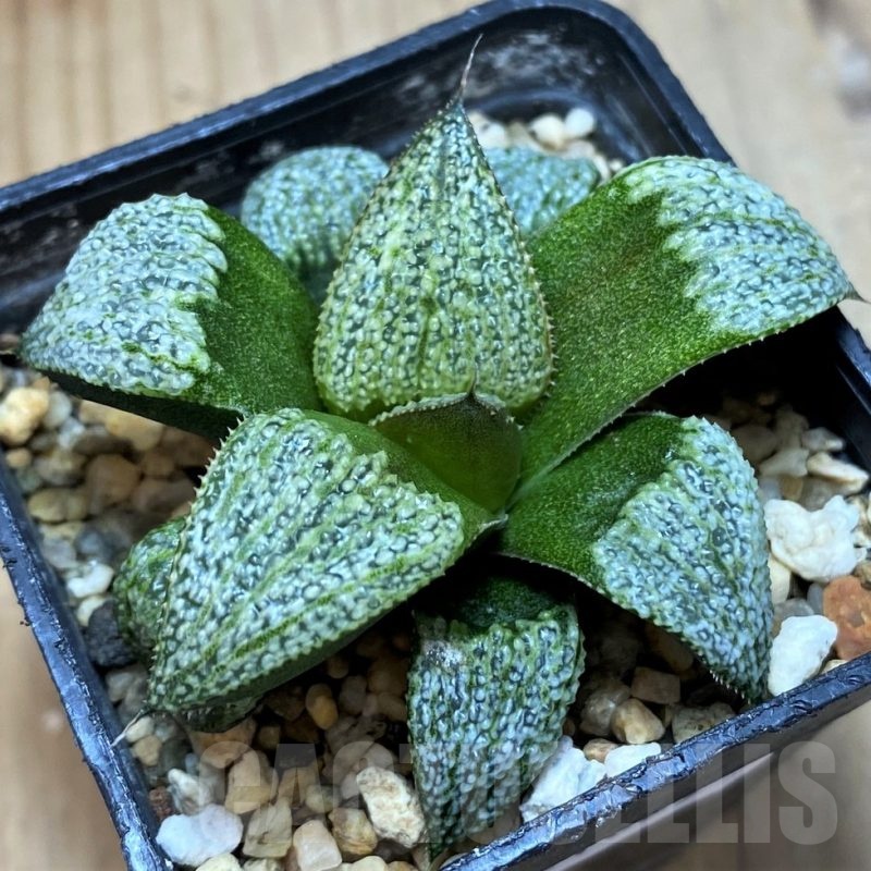 SH21829 Haworthia splendens ‘Silver Splendour’ GM 452