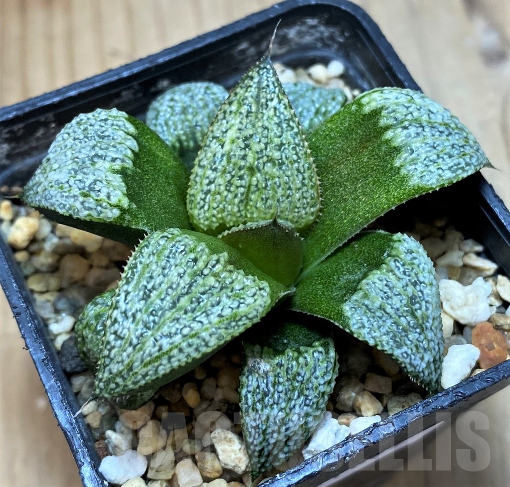 SH21829 Haworthia splendens ‘Silver Splendour’ GM 452