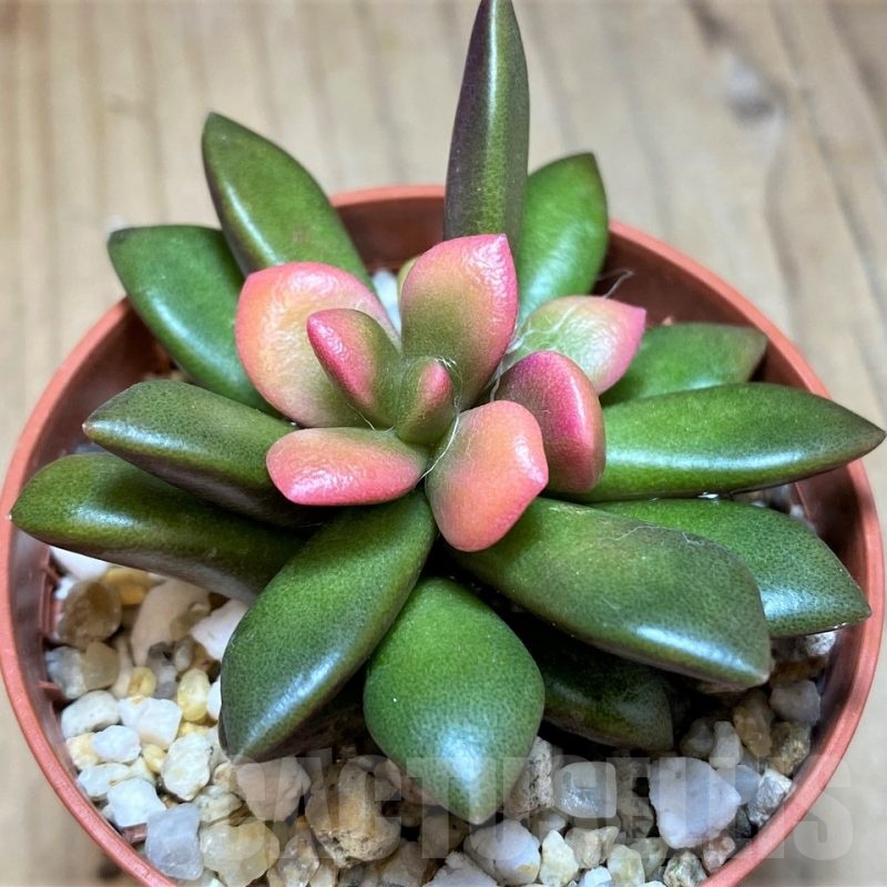 SH21873 Anacampseros telephiastrum 'Sunrise'