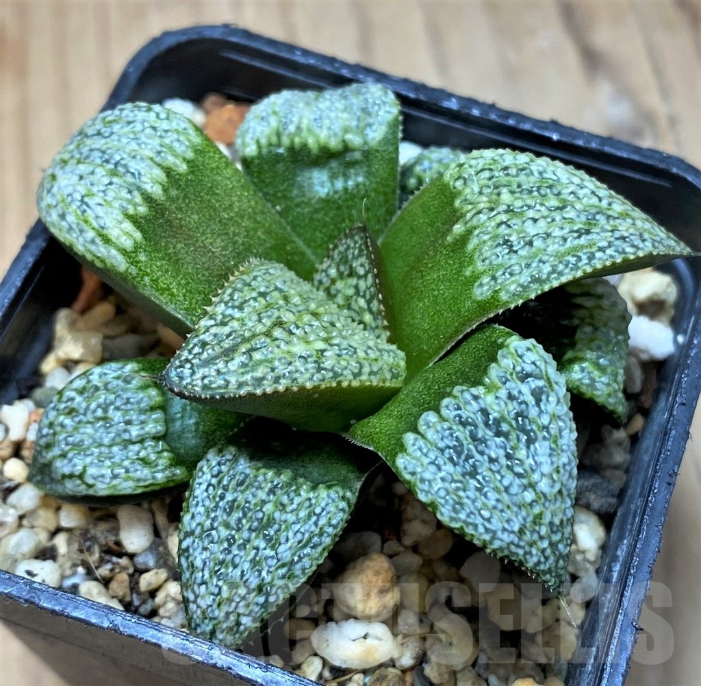 SH21829 Haworthia splendens ‘Silver Splendour’ GM 452 - Image 2