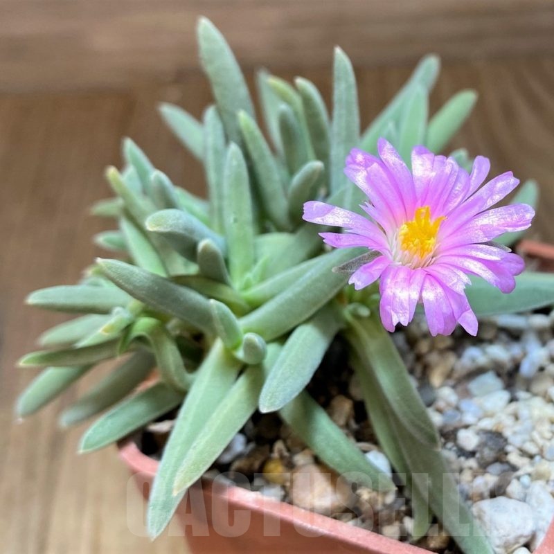 SH21874 Delosperma harazianum