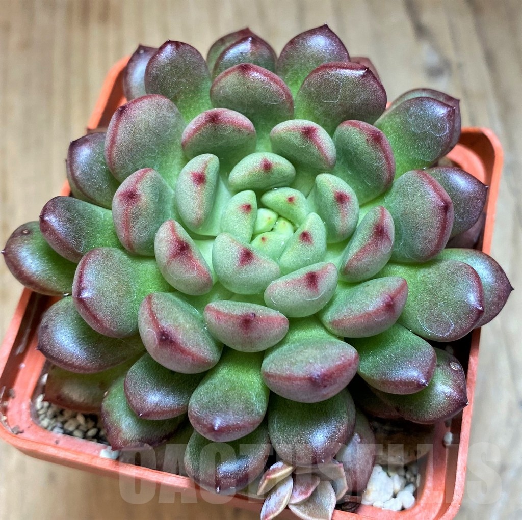 SH21877 Sedeveria ‘Pink Ruby’