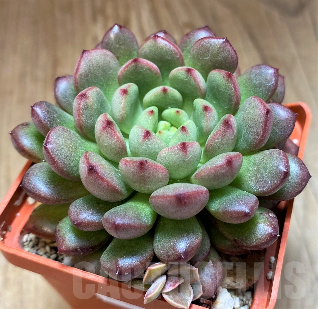 SH21877 Sedeveria ‘Pink Ruby’ - 画像 (2)