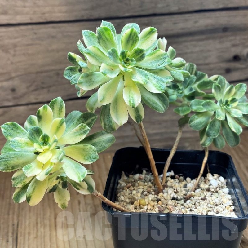 SH21878 Aeonium castello