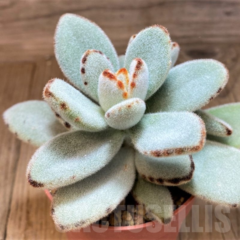 SH21879 Kalanchoe tomentosa