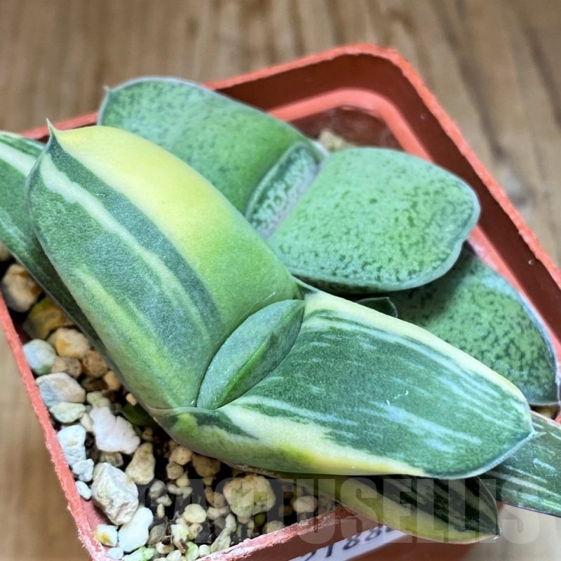 SH21880 Gasteria hybrid f. variegata