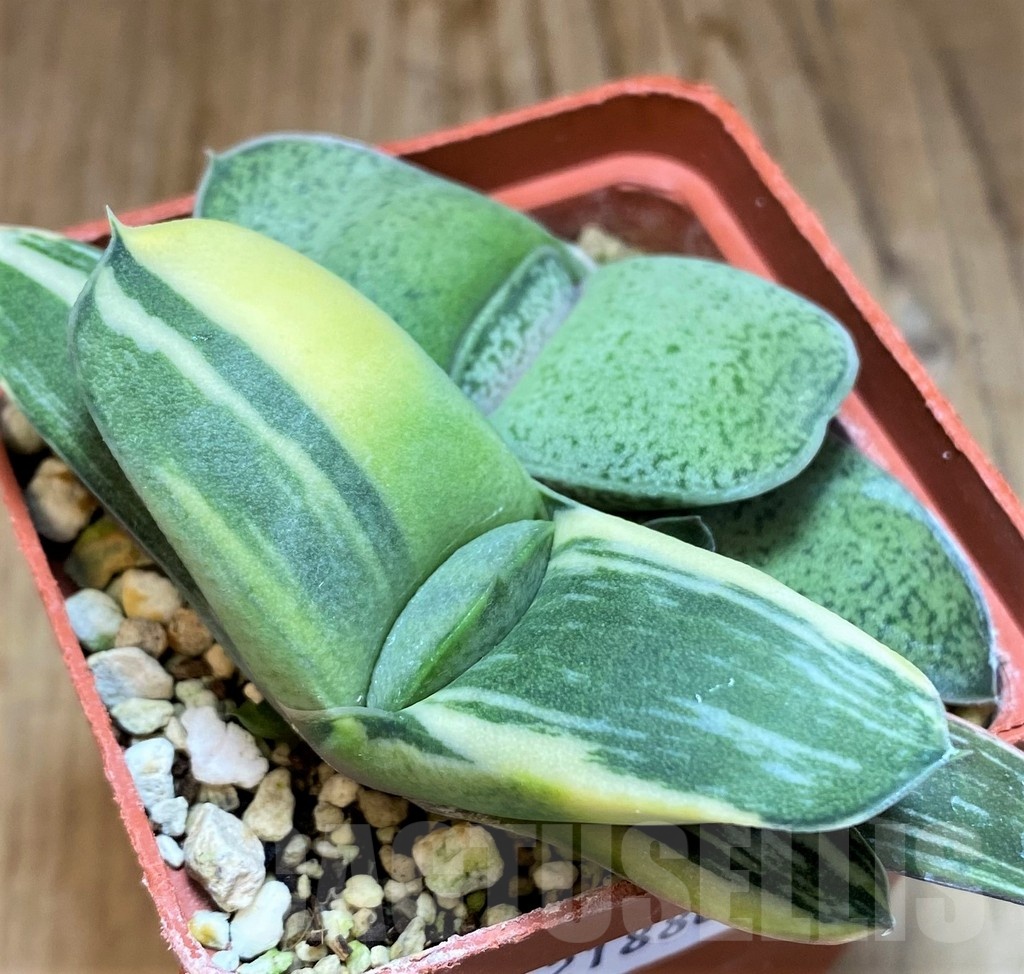 SH21880 Gasteria hybrid f. variegata