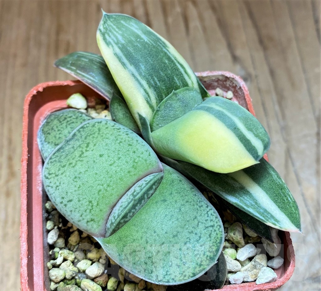 SH21880 Gasteria hybrid f. variegata - Image 2