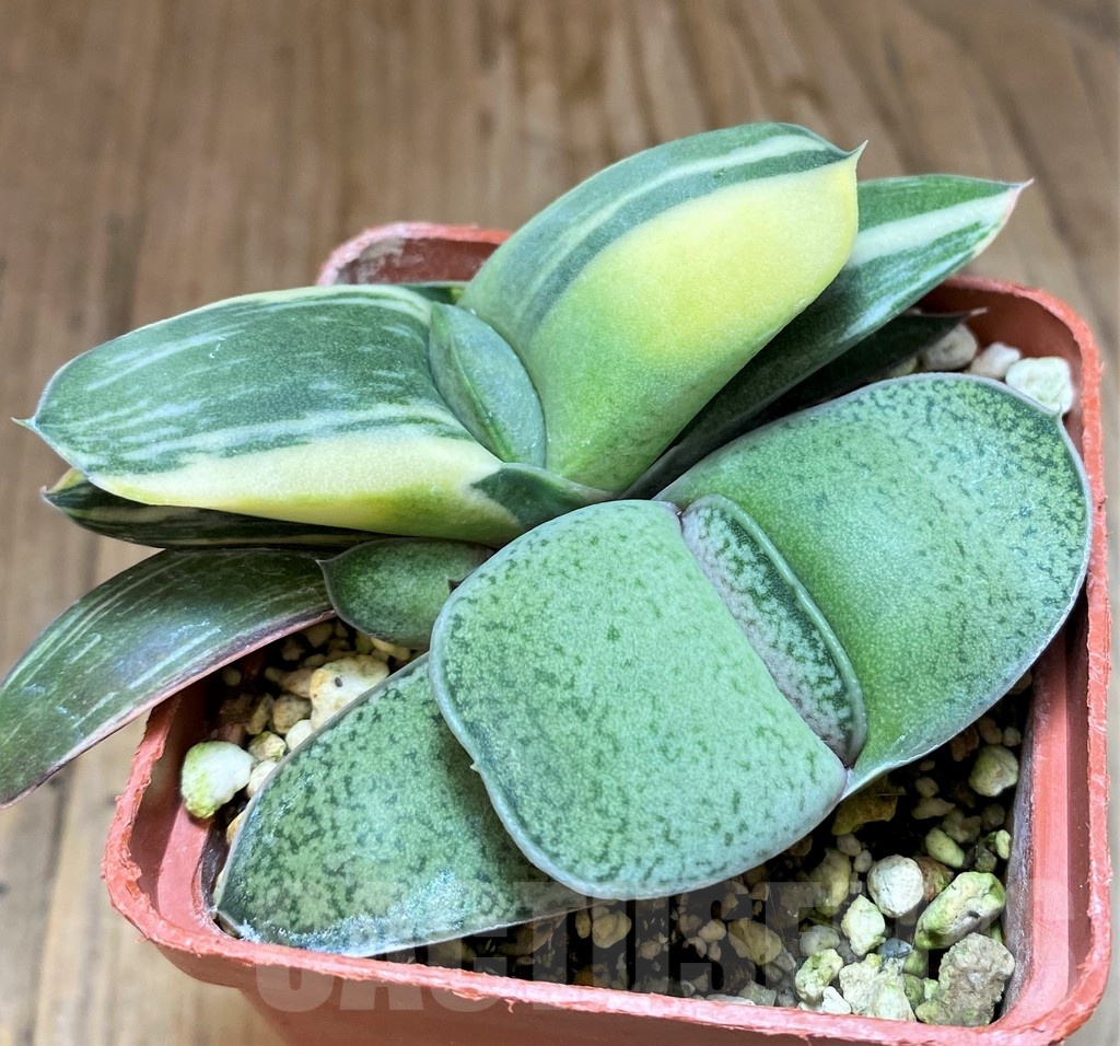 SH21880 Gasteria hybrid f. variegata - Image 3