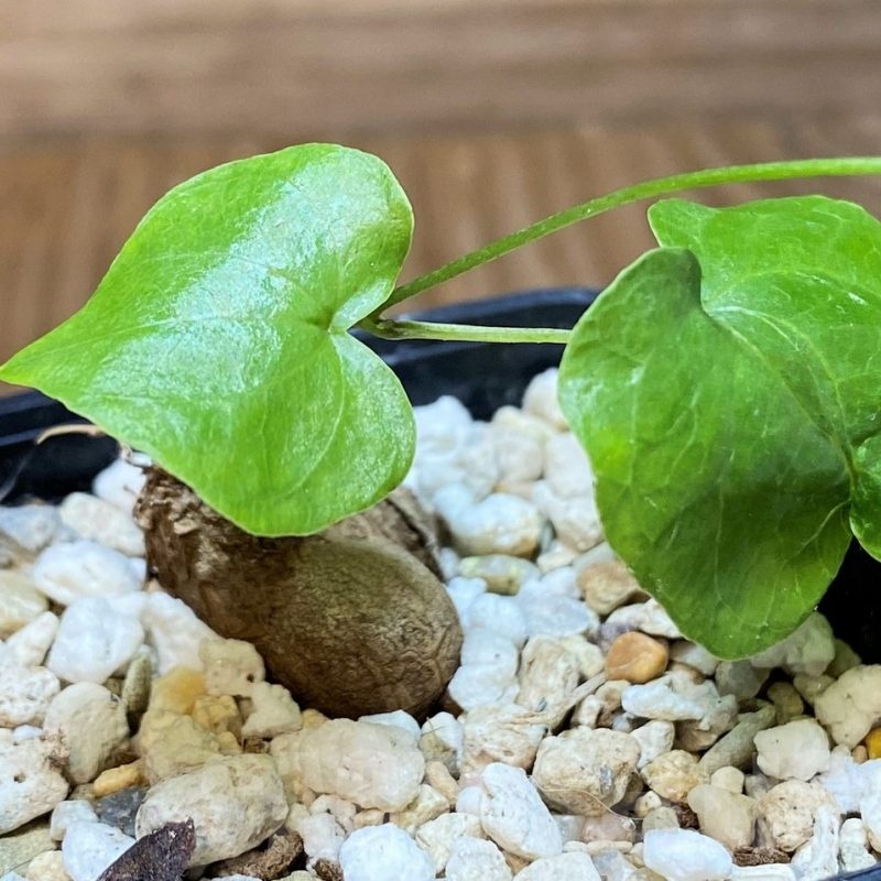 SH21881 Dioscorea elephantipes