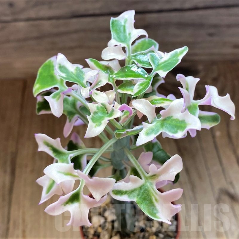 SH21882 Senecio articulatus f. variegata