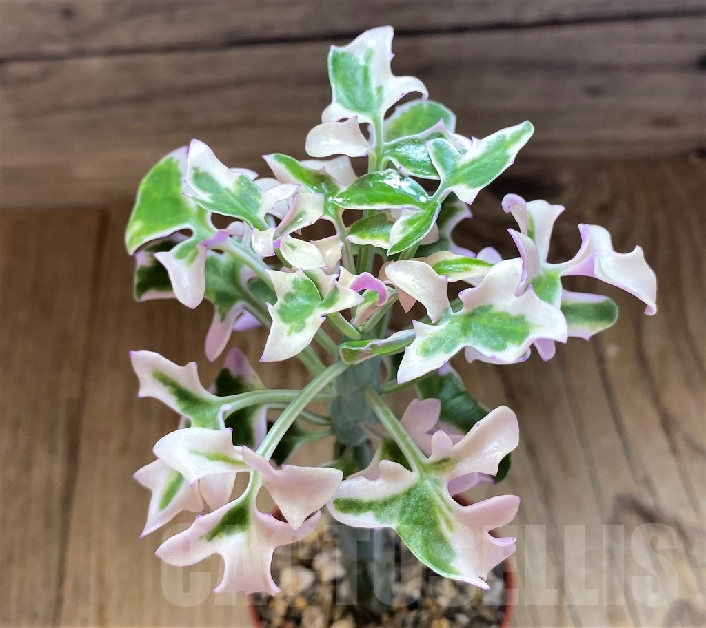 SH21882 Senecio articulatus f. variegata