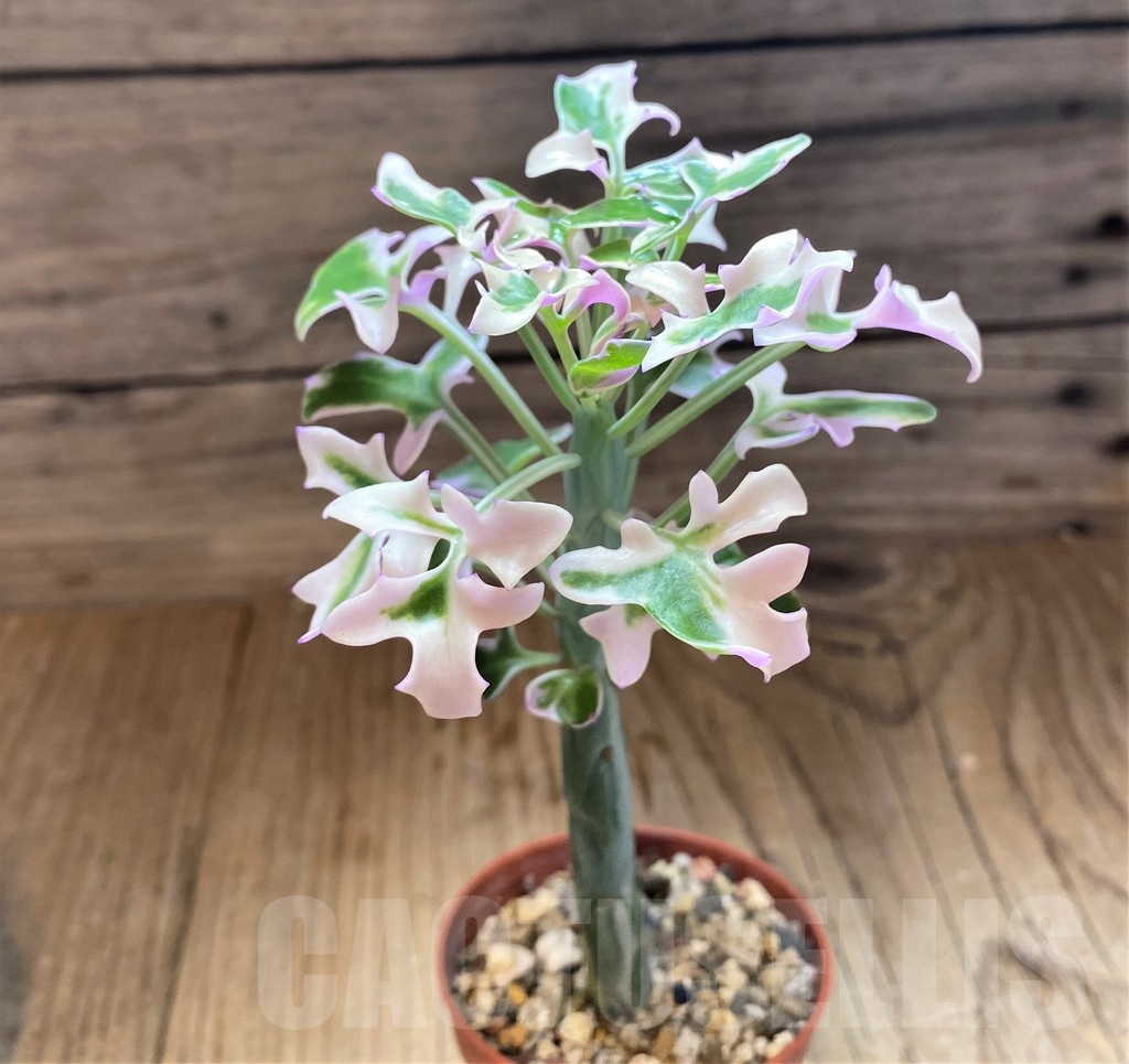 SH21882 Senecio articulatus f. variegata - Image 2