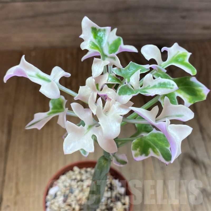 SH21883 Senecio articulatus f. variegata