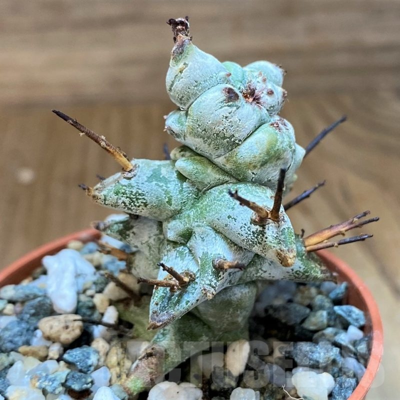 SH21885 Euphorbia horrida f. monstrosa