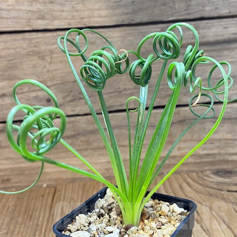 SH21886 Albuca spiralis