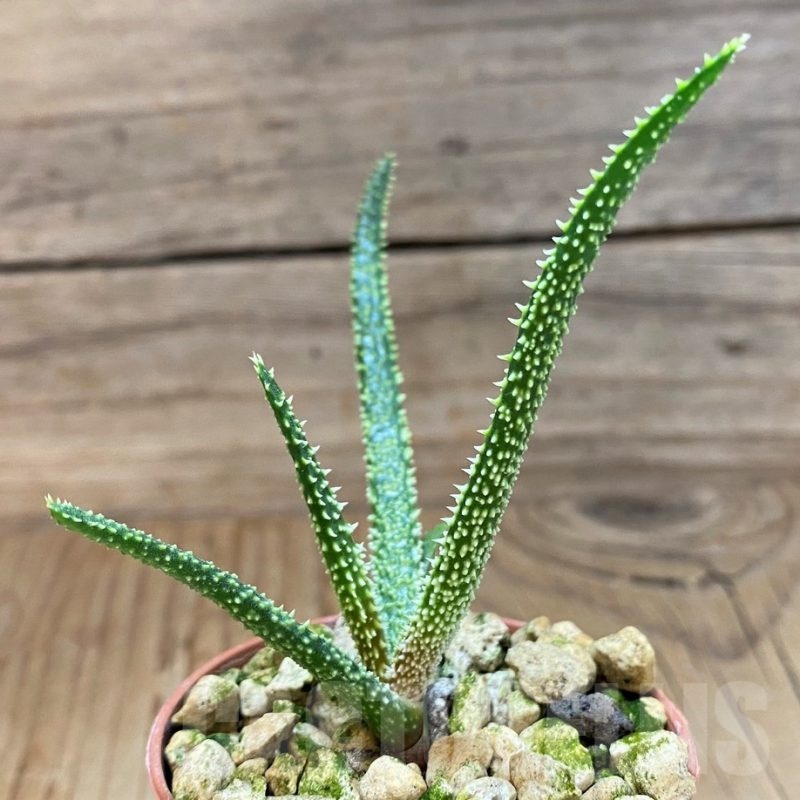 SH21887 Aloe delicatifolia