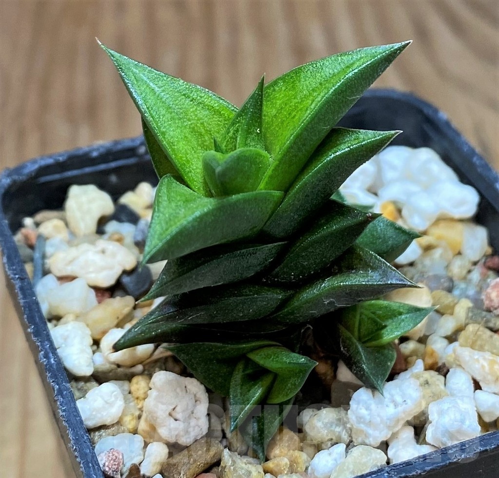 SH21825 Haworthia viscosa - Image 2