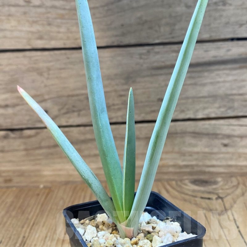 SH21888 Aloe plicatilis