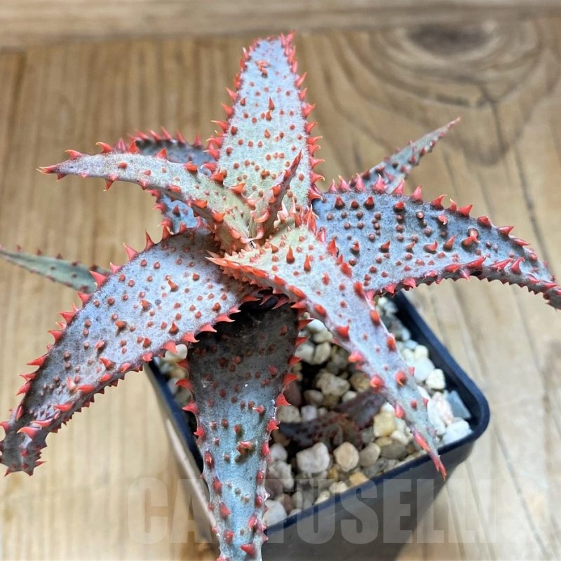 SH21889 Aloe TCT hybrid