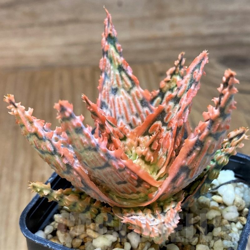 SH21890 Aloe TCT hybrid