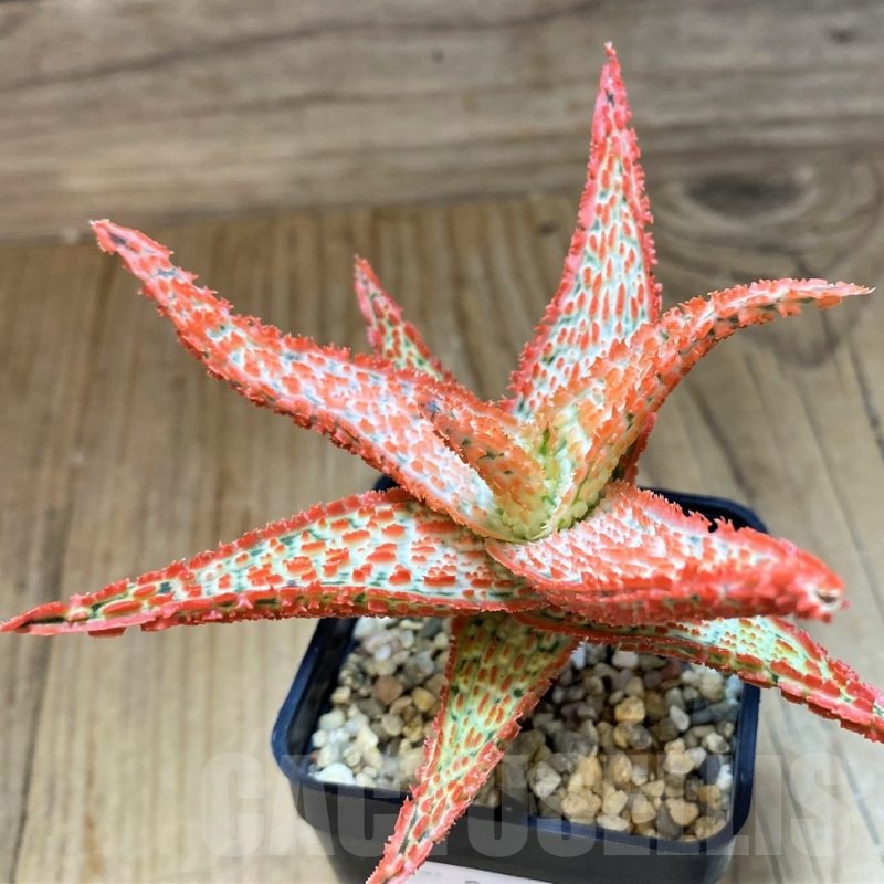 SH21891 Aloe TCT hybrid