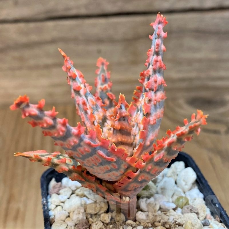 SH21892 Aloe TCT hybrid