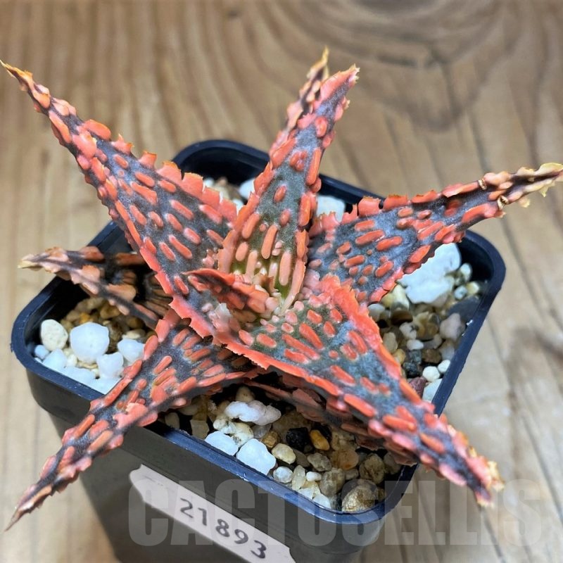 SH21893 Aloe TCT hybrid