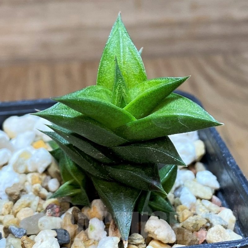 SH21825 Haworthia viscosa