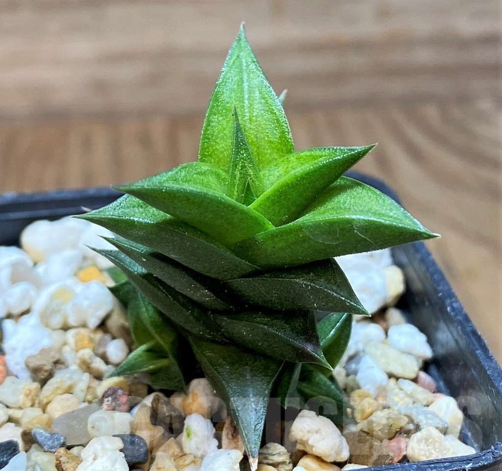 SH21825 Haworthia viscosa