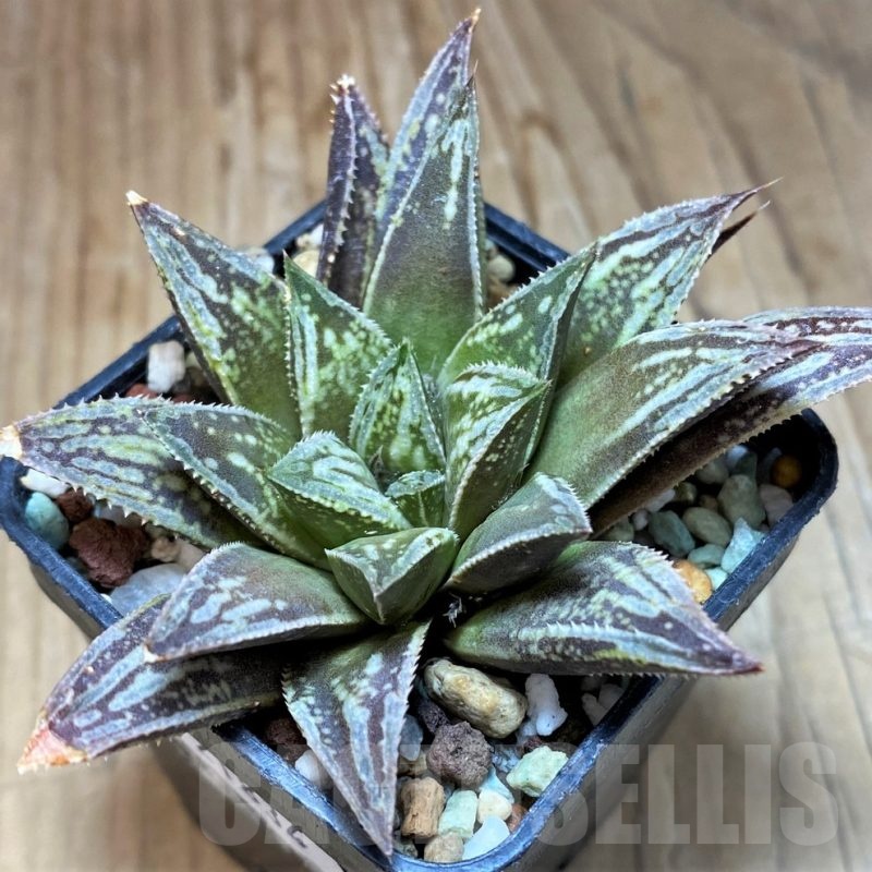 SH21834 Haworthia splendens hybrid