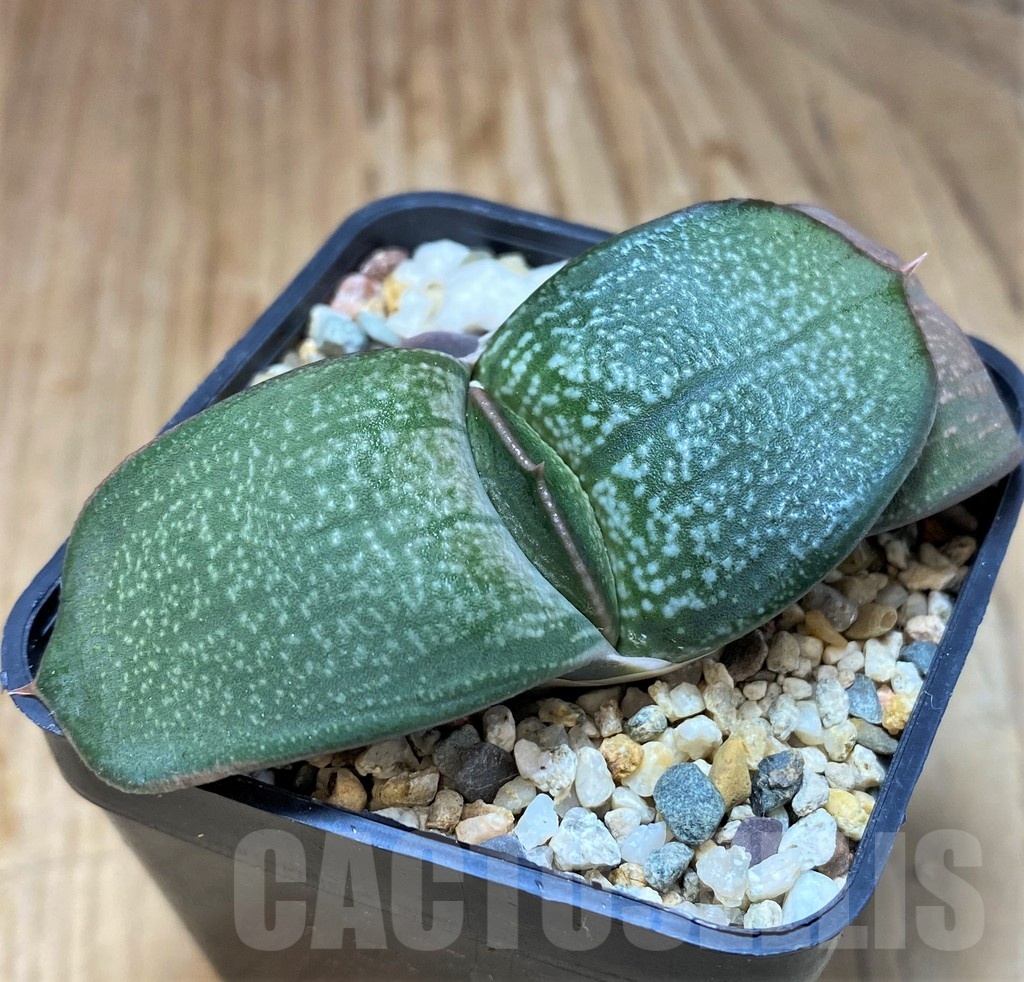 SH21835 Gasteria hybrid - Image 2