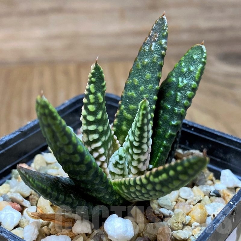 SH21836 Haworthia pumila ‘Donut’