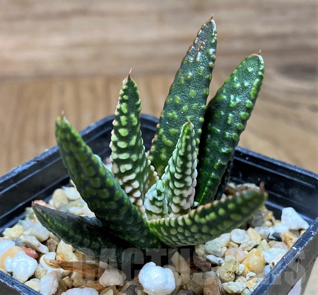 SH21836 Haworthia pumila ‘Donut’