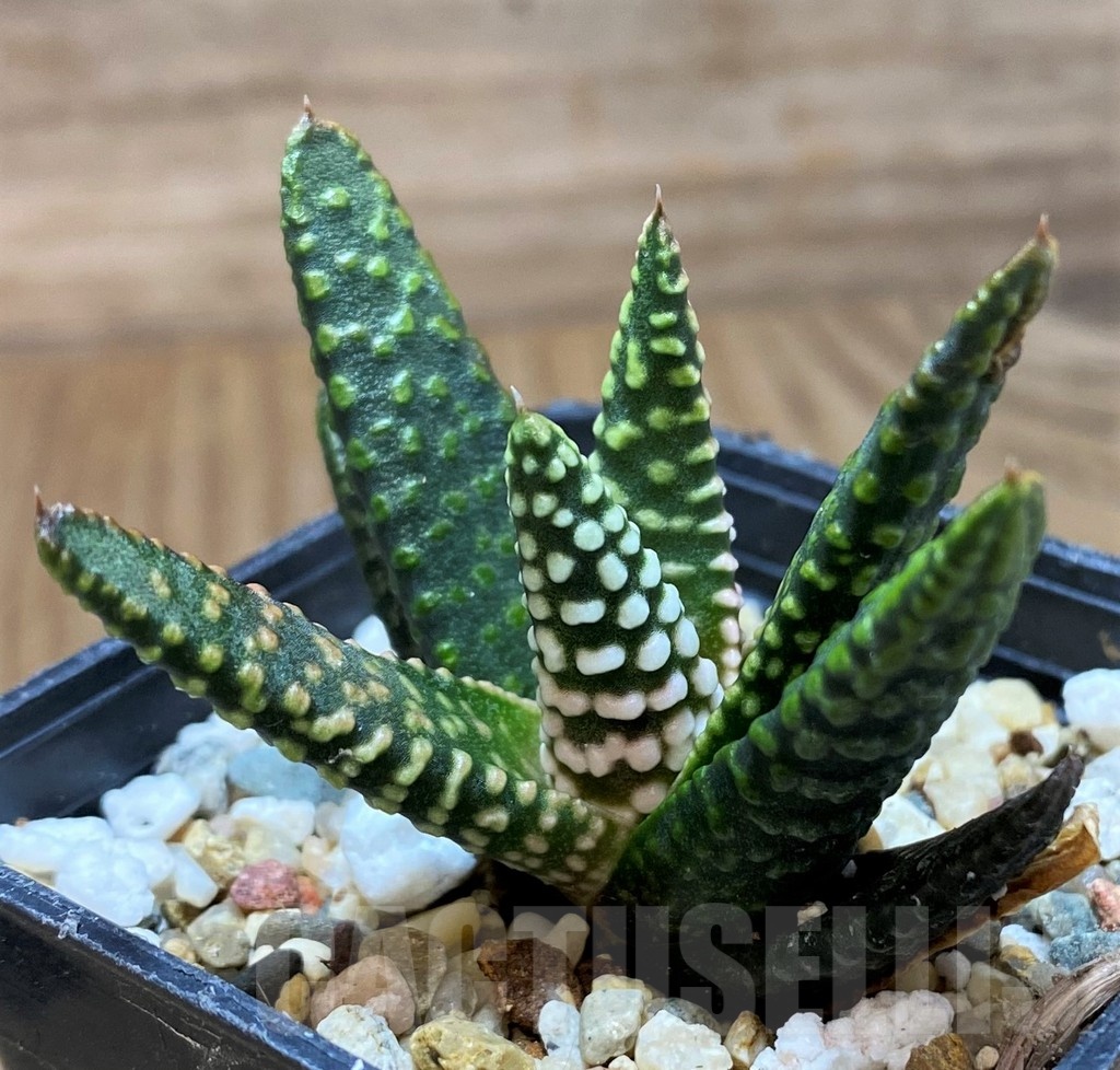 SH21836 Haworthia pumila ‘Donut’ - immagine 2