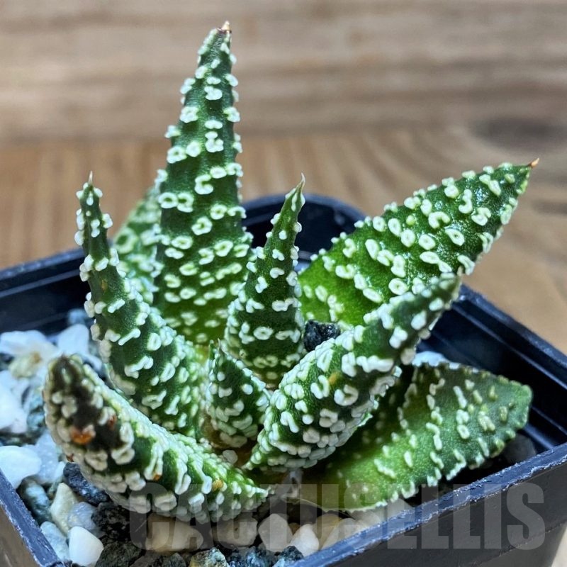 SH21837 Haworthia pumila ‘Donut’
